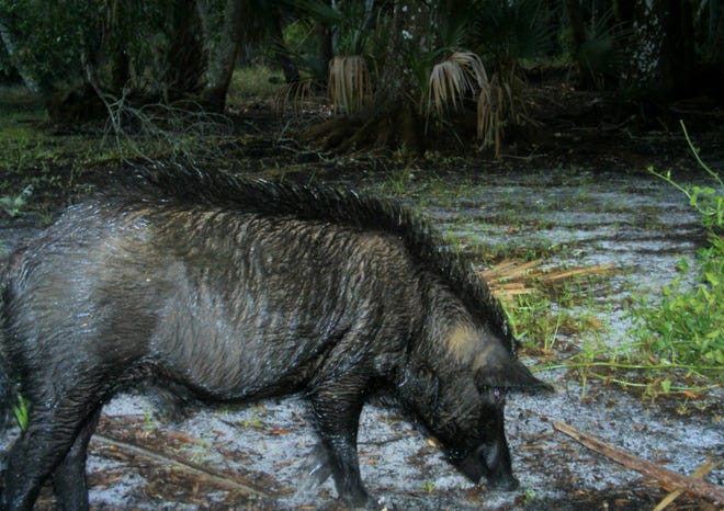 A wild hog is caught by a wildlife camera in 2007 at the Carlton Reserve.