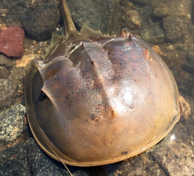 Photo by Sue Pike

The shed exoskeleton of a horseshoe crab.
