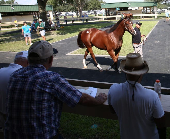 Prospective buyers watch thoroughbreds as they are led around the outside walking ring during the OBS August Open Yearlings sale at the Ocala Breeders' Sales Company on Southwest 60th Avenue.