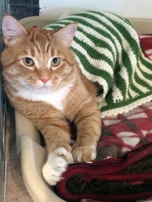 Meet Chester. Chester was given up when his owner passed away. Chester is approximately 4 years old. He remains shy so would need a less active environment for his new forever home. Chester does get along with other cats and lived with a dog in the past.
