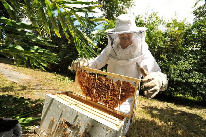 Registration for a 2015 Fall Beginning Beekeeping Short Course by the Clay County Extension office is open until Tuesday, Sept. 15.