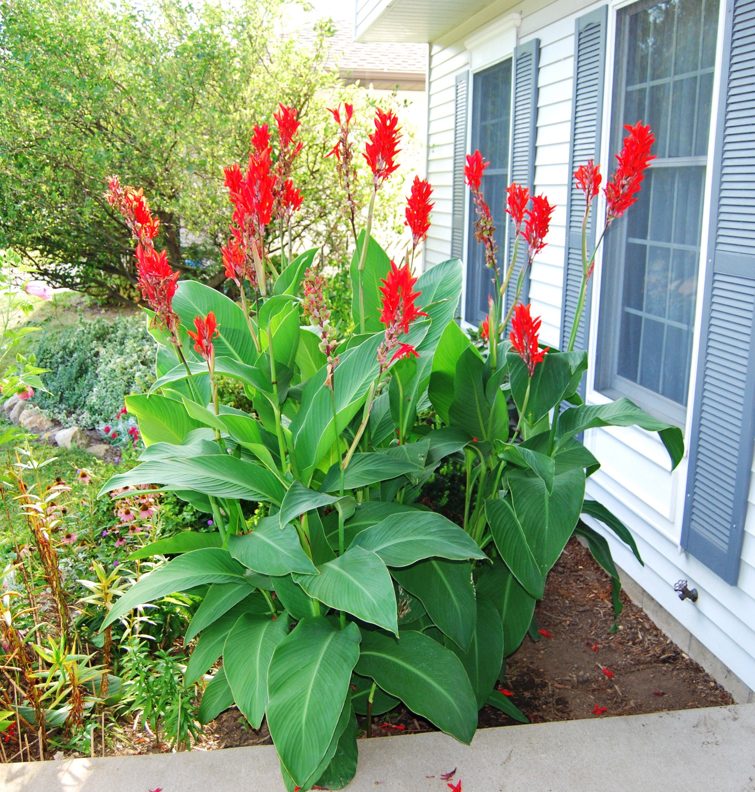 canna lilies thrive in erie