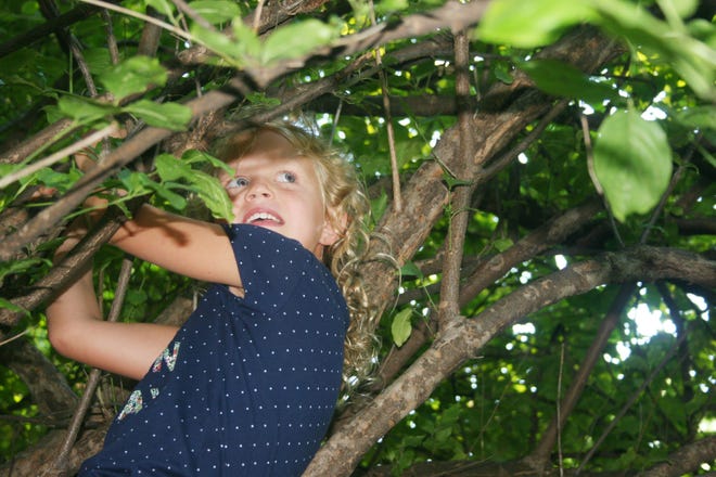 Lucy Fey climbs a tree Aug. 11, 2015, on Calvin Park Boulevard North in front of her family's home. SARAH WOLF/RRSTAR.COM