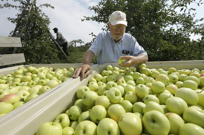 Frank Carlson, front, partner with two brothers in the 79-year-old Carlson Orchards in Harvard, examines ginger gold apples in a wagon at the orchard Sunday. Steven Senne/The Associated Press