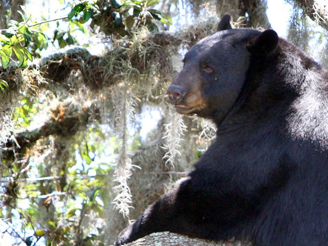 Despite emotional pleas from dozens of audience members who opposed Florida's first major black bear hunt in more than two decades, the Florida Fish and Wildlife Conservation Commission narrowly agreed Wednesday to let hunters kill 320 bears in a one-week season set for late October.