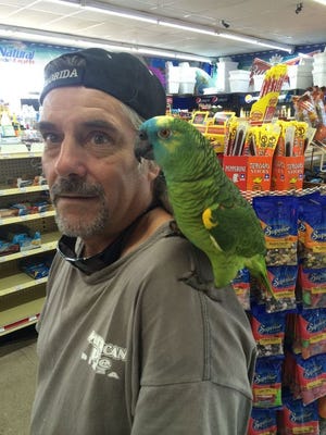 Noah Weber's blue-fronted Amazon named Marley has gone missing.