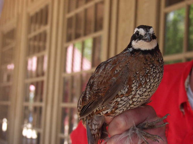 Quail populations have risen sharply in recent months. (A-J Media file photo)