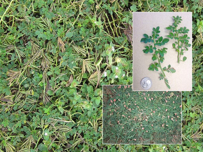 These images of creeping indigo were provided by the UF College of Veterinary Medicine.