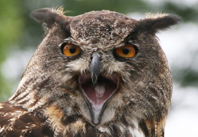 See eye-to-eye with a European Eagle Owl and other birds of prey at the Audubon Society of Rhode Island's Raptor Weekend, Sept. 12-13 in Bristol. Audubon Society of Rhode Island/Hope Foley