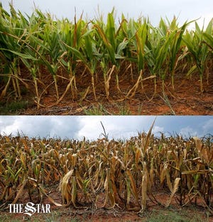 The same field of corn on Cabeniss Road after a month and a half of drought in Cleveland County. The above photo was taken on July 21, and below on September 9, 2015.