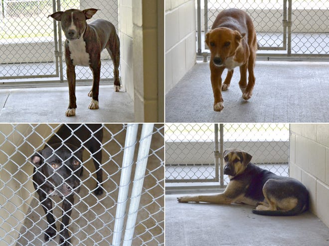 Marion County officials say these four dogs - shown clockwise from upper left, Cass, Lady, Keeper and Enzo - attacked a 76-year-old woman in Lake Tropicana on Sept. 8. They are in quarantine at the Animal Center.