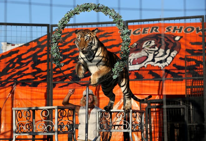 Ada, the alpha tiger, jumps through the hoops during Bruno's Tiger Show in Gottschalk Park at the Kansas State Fair Friday evening, Sept. 11, 2015. The show is performed each day of the fair at 11 a.m., 1:30 and 6:30 p.m.