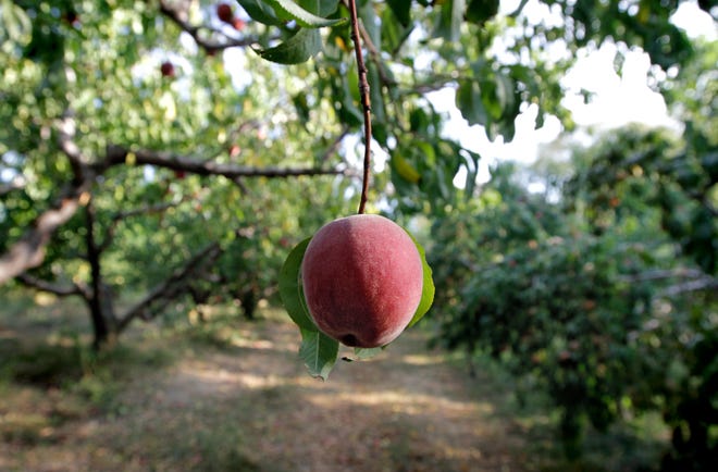 A single white peach hangs from a limb in the peach orchard section of the Barden Family Orchard in Scituate. The orchard grows peaches along with a variety of apples, pumpkins and berries. The Providence Journal / Kris Craig
