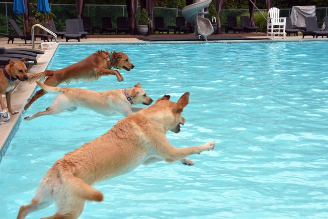 Mount Laurel HousePaws Mobile Veterinary Service and NorthStar VETS sponsored a doggy dip, where dogs had the run of Laurel Creek Country Club, Mount Laural. All proceeds go to the Boo Tiki Fund, a charity that helps pet owners pay for their animals' care if they cannot. Here, three Golden Labs take a jump into the pool, Sami, Bella and Chelsea.