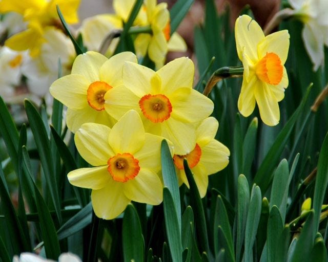 Plant daffodils and other spring flowering bulbs in the fall for extra color next spring.