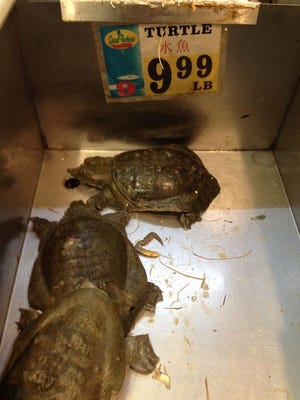 These three Chinese softshell turtles are for sale at Good Fortune Supermarket in Quincy.