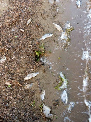 Dead fish are seen at the boat launch in Sharon on June 10. Paul Lauenstein says water levels are down again in Sharon. Photo courtesy of Paul Lauenstein
