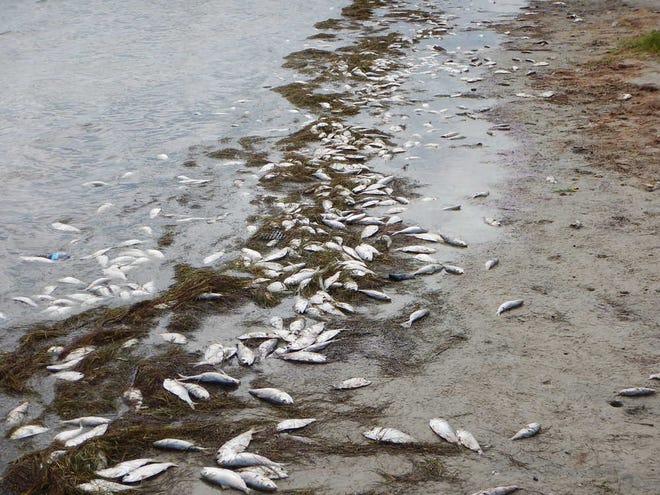 This Sept. 14, 2015 photo provided by the Texas Parks and Wildlife Department shows gulf menhaden carcasses washed along the shoreline of Packery Channel in Corpus Christi, Texas. The fish kill is related to the current red tide bloom. (Paul Silva/Texas Parks & Wildlife Department via AP)