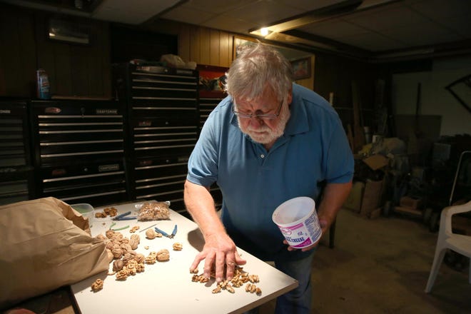Jim Brown buys a 20-pound bag of dried walnuts, then, at a table in his basement, carefully cuts away their shells with small wire cutters. It's tedious work, so he usually has a football game on the TV. (Collin Andrew/The Register-Guard)