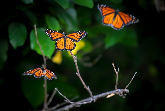 Monarch butterflies on their migration to Mexico make a stop at a rural farm in Sangamon County belonging to Tracy Evans and her husband, Andrzej Bartke.