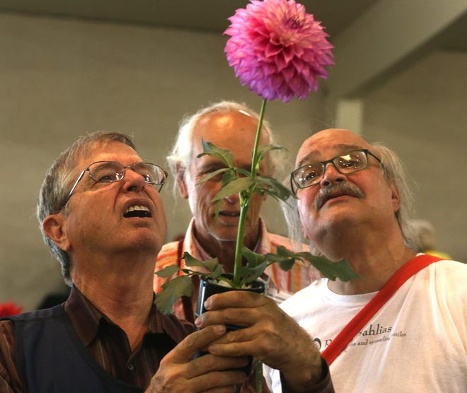 Judges Allen Manuel (left to right) Phil Henderson, and Michael Canning judge the merits of one of the hundreds of dahlias entered Saturday in the annual Lane County Dahlia Society show at Wheeler Pavilion. After several minutes of debate, the judges awarded it a ribbon. (Paul Carter/The Register-Guard)
