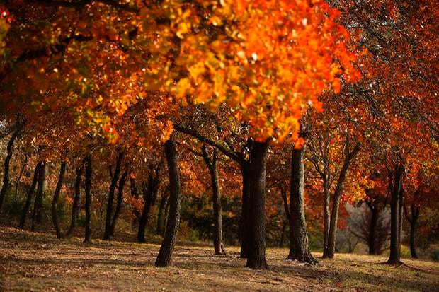 Later in fall, we will start to see scenes like this one captured in earlier years at Hafer Park in Edmond. Photo by Garett Fisbeck, The Oklahoman