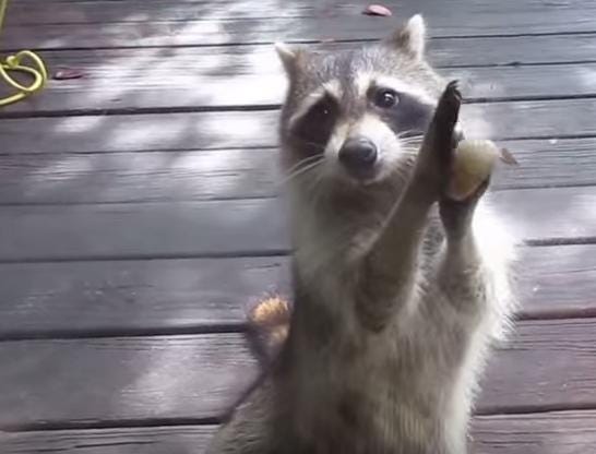 An image from Susie Chinn's video of a raccoon knocking on her Sarasota home's sliding glass door.