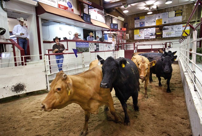Cows are paraded through the sale arena at the Woodward Livestock Auction. [Photo by Jim Beckel, The Oklahoman Archives]