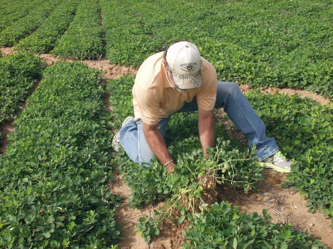 Jimbo Grissom examines a sample of his peanut crop from its Gaines County field.