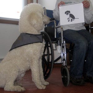 An American Poodles at Work assistance dog. Photo for The Item