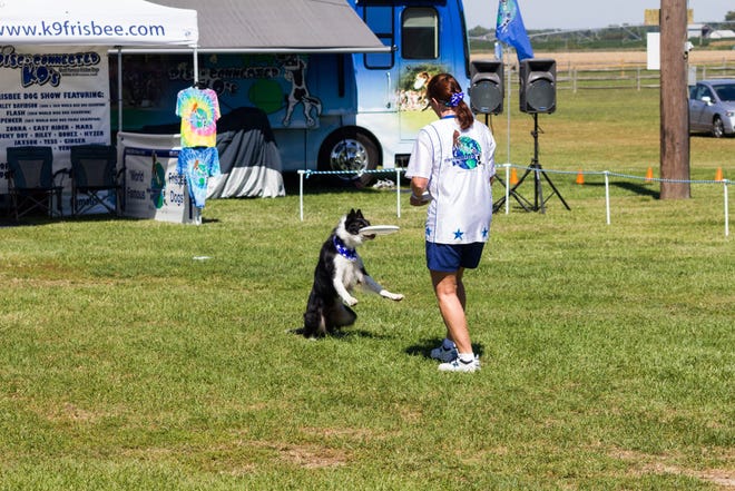 Disc-catching dogs will show their skills at Fido's Festival.