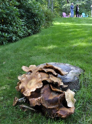 Fungus covers a stump in the backyard of Eastham homeowner John Fischer as he surveys the damage to black oak trees from the gall wasp. Fischer has had to remove several trees and has more that are diseased and need to be removed.

Steve Heaslip/Cape Cod Times