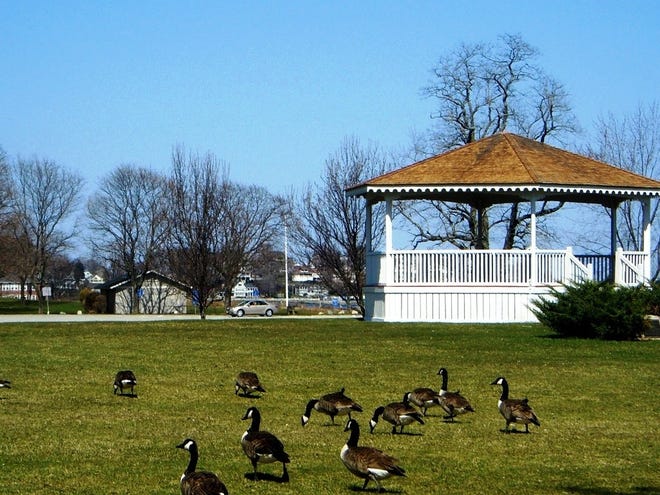 Wicked Local file photo
Thanks to use of a repellent, there are fewer geese at Hingham Bathing Beach than in past years.