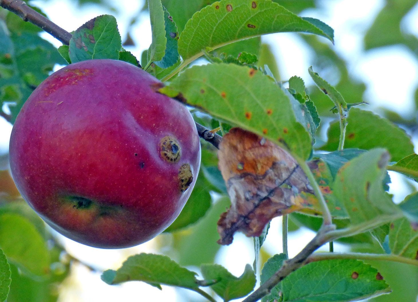 Apple trees are not native to North America