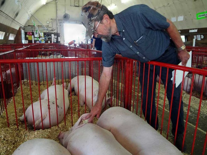 FILE - In this Aug. 13, 2013, file photo, Dr. James Gute looks for signs of illness in a group of pigs at the Steele County Free Fair in Owatonna, Minn. Federal agriculture officials said Wednesday, Sept. 30, 2015, that the virus that killed more than 8 million baby pigs in 2013 and 2014 likely came into the United States on reusable tote bags used in international trade. (Lorna Benson/Minnesota Public Radio via AP, File) MANDATORY CREDIT