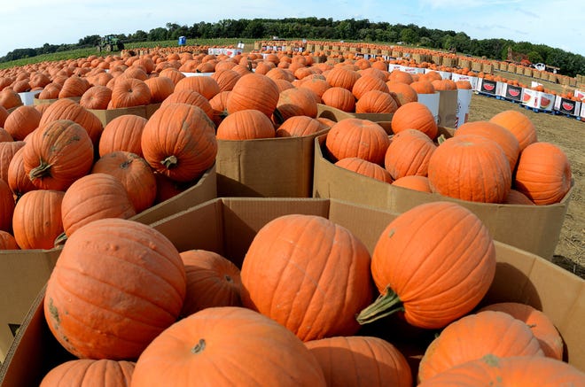 It was a good season for pumpkins for Mansfield Township farmer Jim Durr. He sold about two million pounds of pumpkins at his annual pumpkin auction in September.