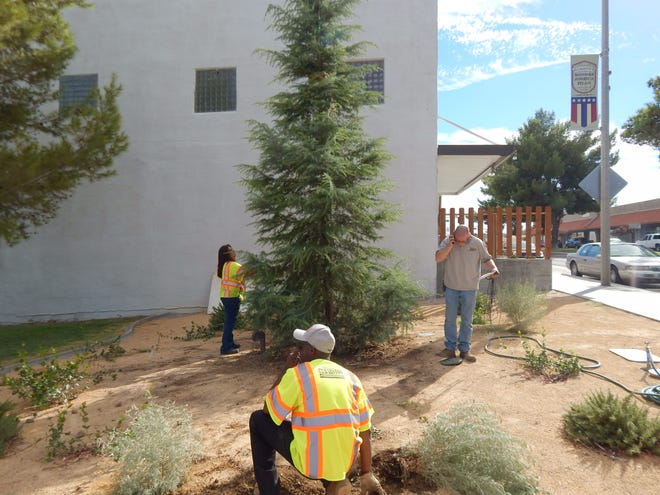 City of Barstow Public Services Administrator Mike Brown, right, and city staffers Carmen Voegeli and Durane Williams work on the landscaping around the new Christmas Tree planted in downtown Barstow on Thursday. Mike Lamb, Desert Dispatch