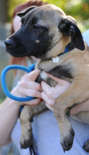 Melody is a 3 month old shepherd mix who is looking for her forever home while a guest at the Animal Welfare Society of Monroe's shelter on Godfrey Ridge Drive near Stroudsburg. She has all of her shots and has been neutered. AWSOM is open seven days a week from 11 a.m. to 5 p.m. Call them at 570-421-3647. View more adoptable pets at poconorecord.com. (Amy Herzog/Pocono Record)