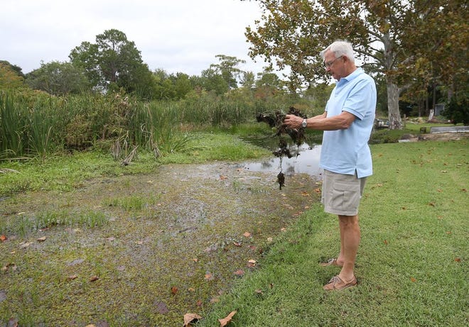 Tom Disanto looks over vegetation that washed up on his property line on Oct. 5. Disanto is concerned about the overgrown and polluted lake behind his house. (Patti Blake | The News Herald)