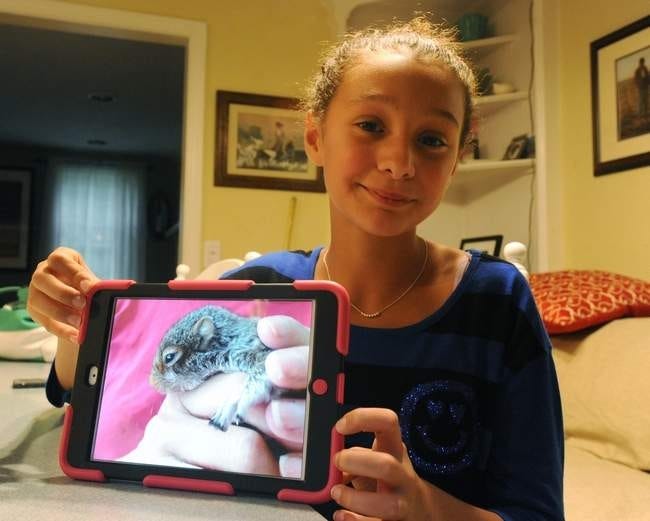 Juliette Fraser, 12, of Forestdale, holds a photo of a baby squirrel that she and her family found and took care of for two weeks. It was then taken to Cape Wildlife Center where it was euthanized. Merrily Cassidy/Cape Cod Times