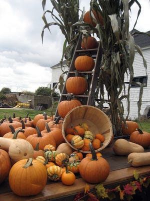 Scamman Farm has 20 acres dedicated to growing pumpkins, like these, for visitors to bring home. Photo courtesy of Scamman Farm.
