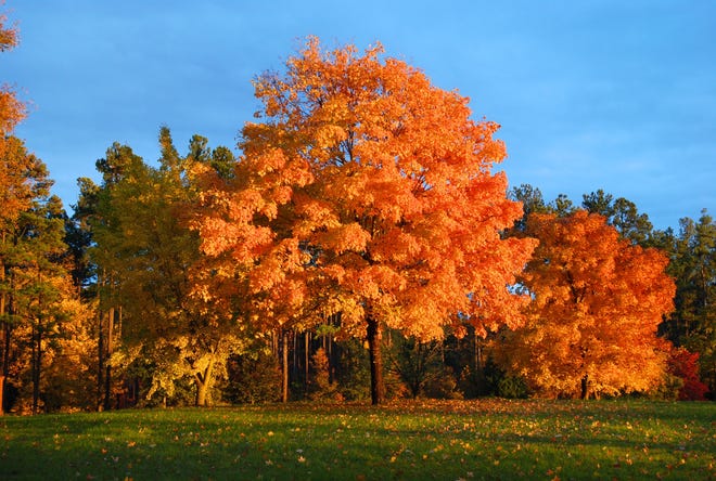 From show-stopping red maples to the dazzling yellows of the sassafras and the shimmer of gold in hickory trees, native trees can brighten the landscape. BETTY MONTGOMERY PHOTOS