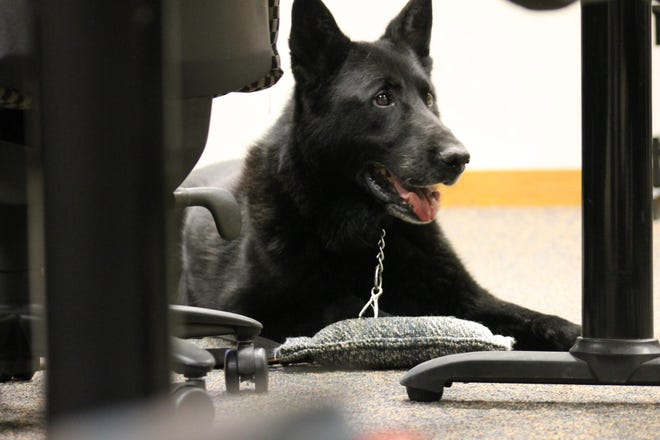 K9 Officer Henry waits by his handler's feet while the Holland City Council discusses whether to add a fourth K9 officer.

Andrea Goodell/Sentinel Staff