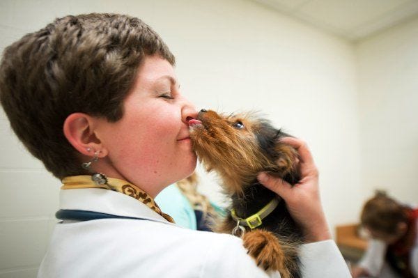 Kathryn Shapero holds Louie, a Yorkshire terrier that underwent cleft palate surgery at Veterinary Medical Center at Michigan State University in East Lansing, Mich.