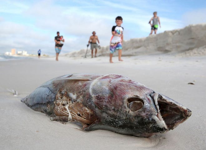 A dead fish is seen on the shore at St. Andrews State Park in September.