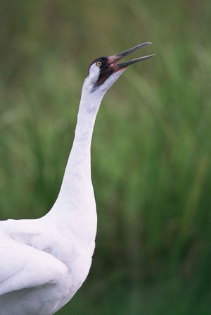 A whooping crane is seen up close.