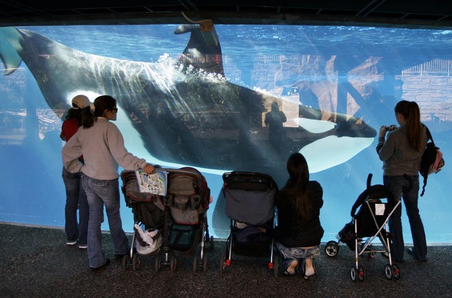 People watch through the glass as a killer whale passes by while swimming in a display tank at SeaWorld in San Diego on Nov. 30, 2006. SeaWorld marine park in San Diego will challenge a state commission ruling than banned the company from breeding its captive killer whales. The announcement on Thursday, Oct. 15, comes a week after the California Coastal Commission endorsed a $100 million expansion of the tanks SeaWorld uses to hold orcas in San Diego. (AP Photo/Chris Park, File)