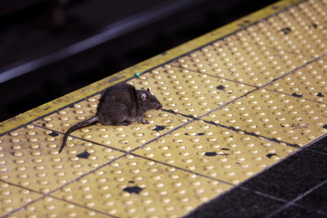 FILE - In this Jan. 27, 2015, file photo, a rat crosses a Times Square subway platform in New York. It’s a problem practically as old as New York itself, how to handle the untold legions of rodents residing in the city. Last year, the city received more rat-sighting calls than ever before, and officials, led by a city rat scientist, are trying new and innovative ways to control the population, with mixed results. (AP Photo/Richard Drew, File)