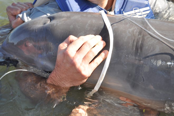 A dolphin calf entangled in fishing line and plastic debris on Oct. 15, 2015. (Photo by National Marine Fisheries Service)