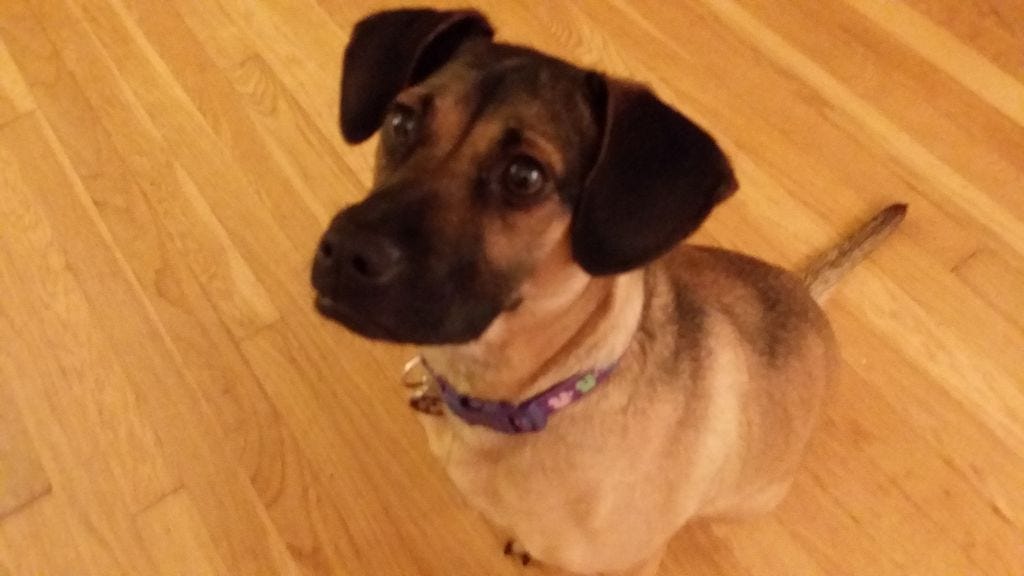 Do Dogs Follow The Pack Leader